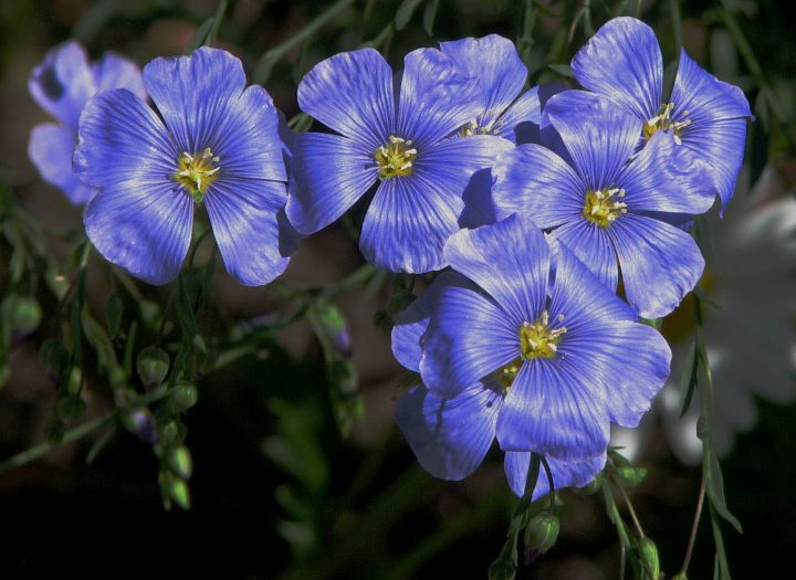 Flachsblüten
