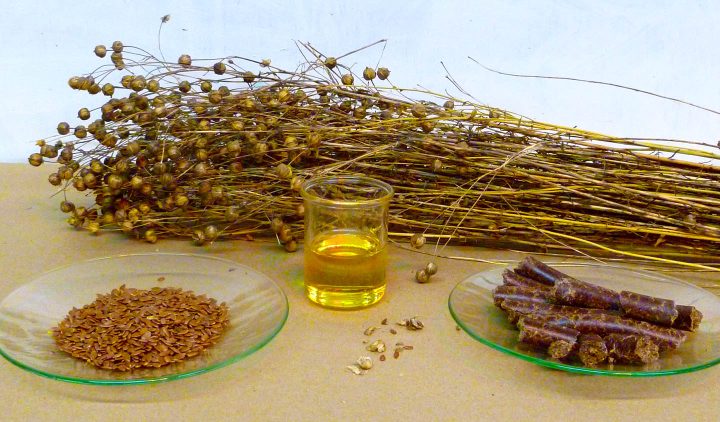Flachspflanze, Samen und Öl