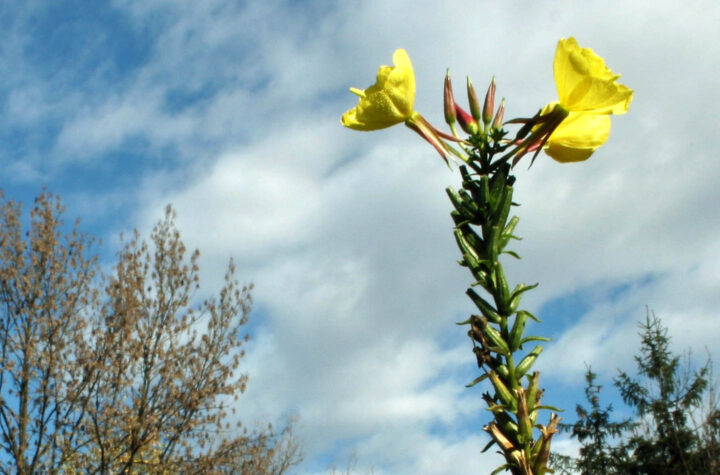 Nachtkerzenblüte