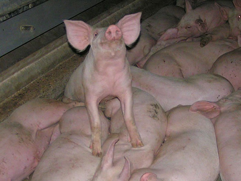 Eine Schweinerei! Schweine protestieren.