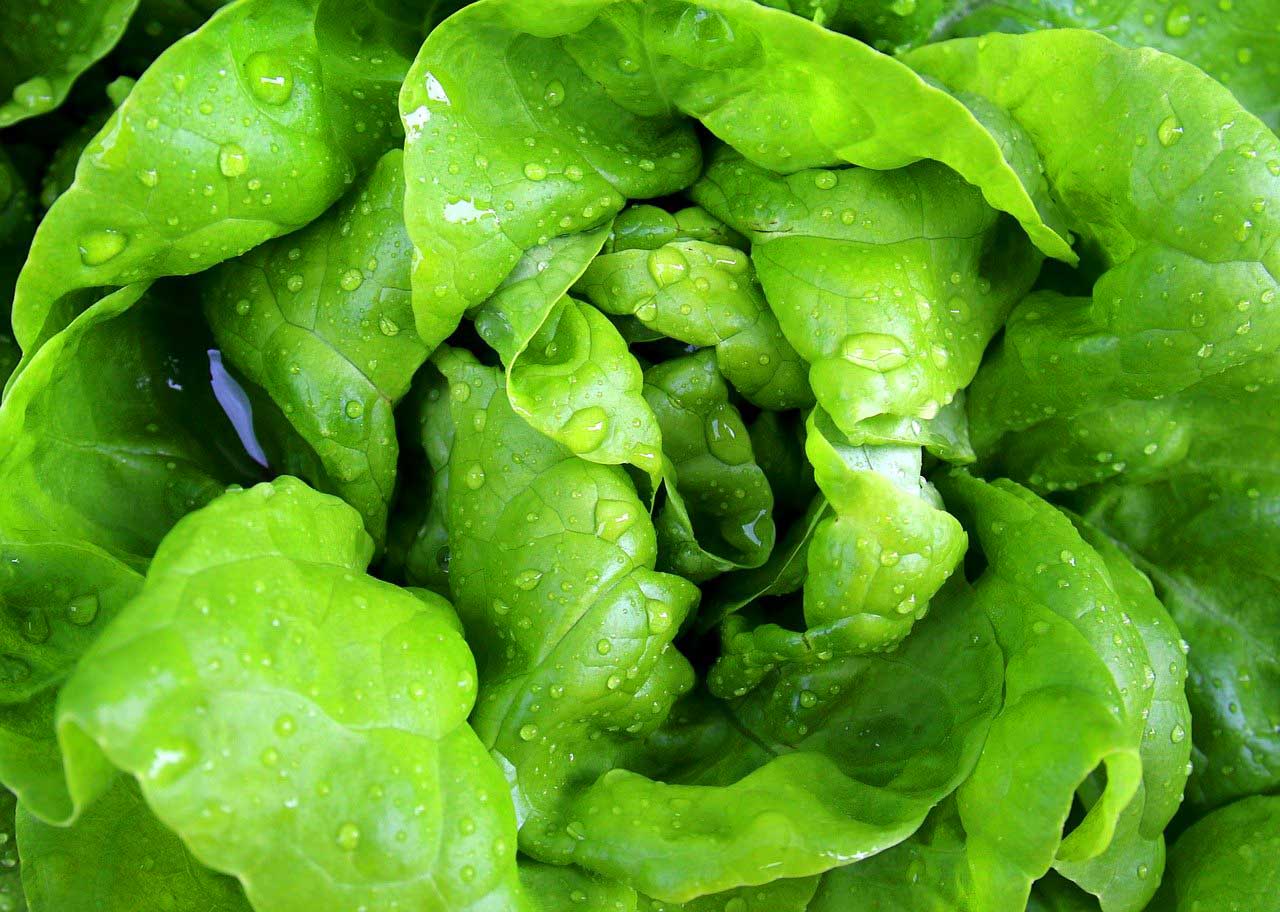 frischer biologischer Salat