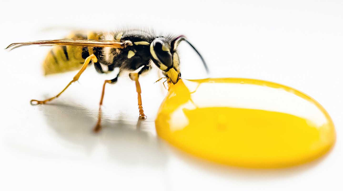 Eine Honigbiene