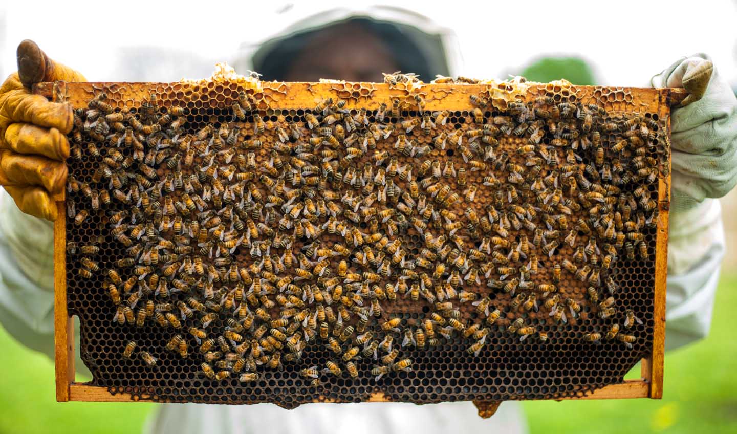 Een lokale imker is trots op zijn bijenkorf met kwaliteitshoning - Foto door Timothy Paule II van Pexels
