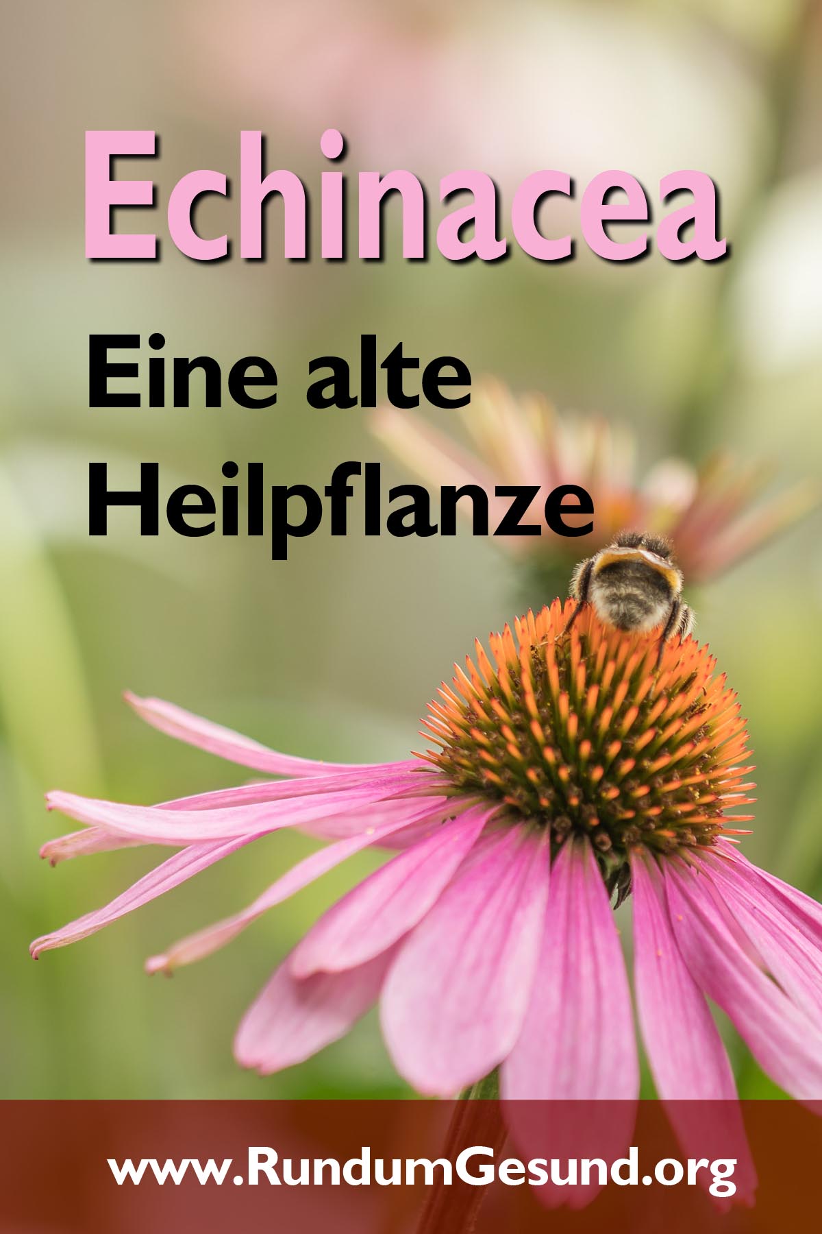 Echinacea - Eine alte Heilpflanze