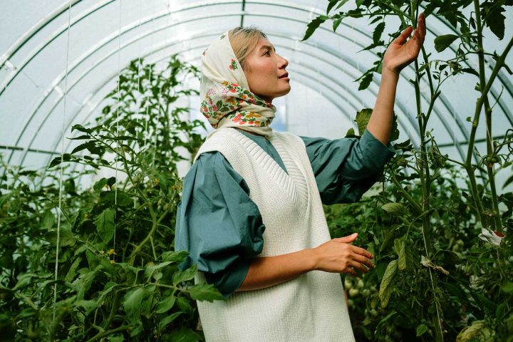 Eine Frau kümmert sich um die Tomatenpflanzen.
