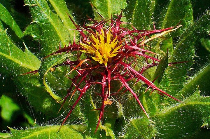  Blessed thistle - Photo by H. Zell, wikimedia.org