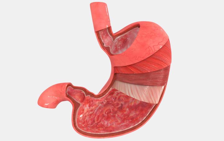 The several muscle layers of the stomach