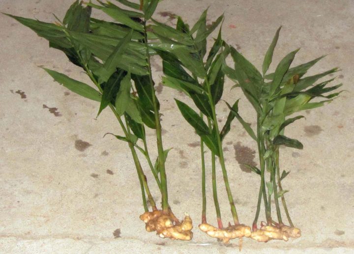 Frisch geerntete Ingwerpflanze mit Wurzel - Photo by Sengai Podhuvan, wikimedia.org