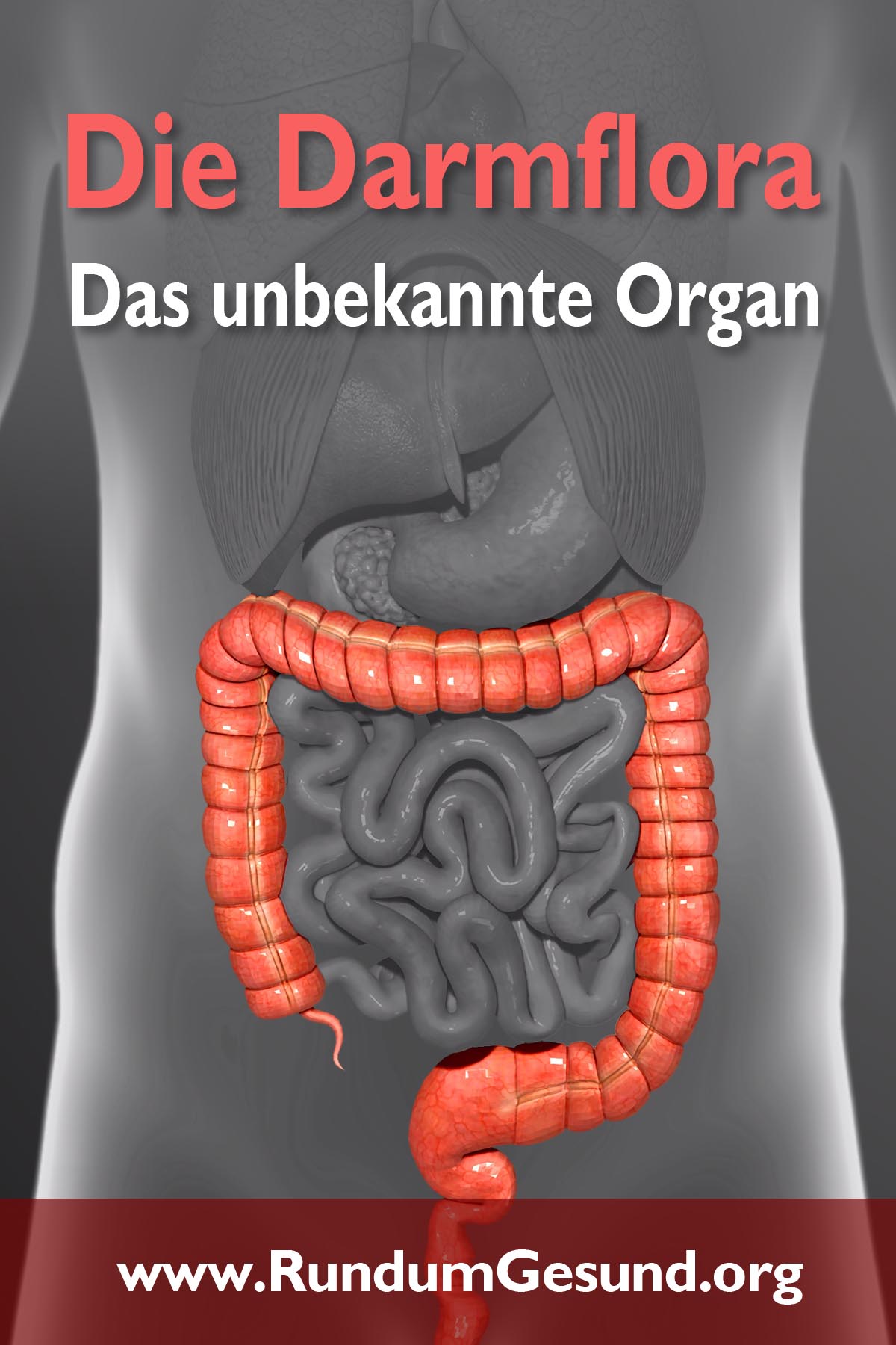 Die Darmflora - das unbekannte Organ 