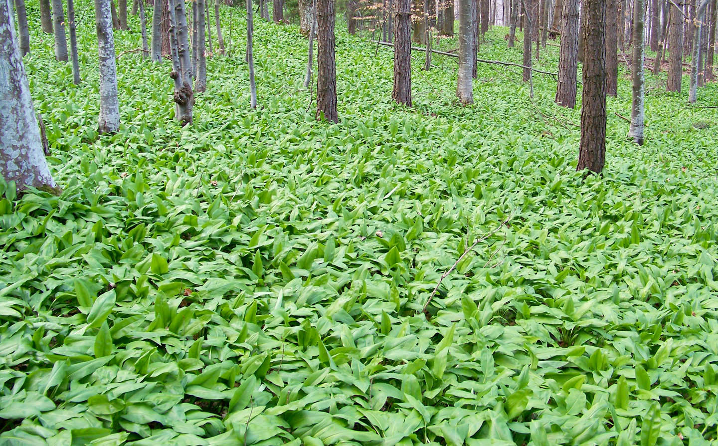 Erstes Grün aus Flur und Garten