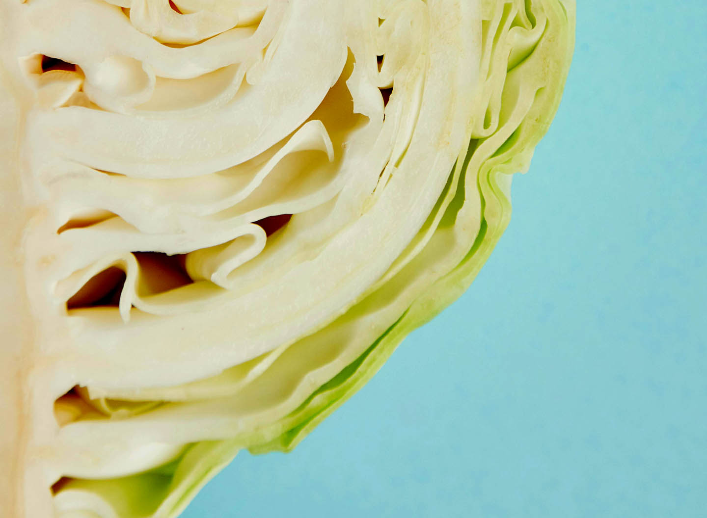 Cabbage