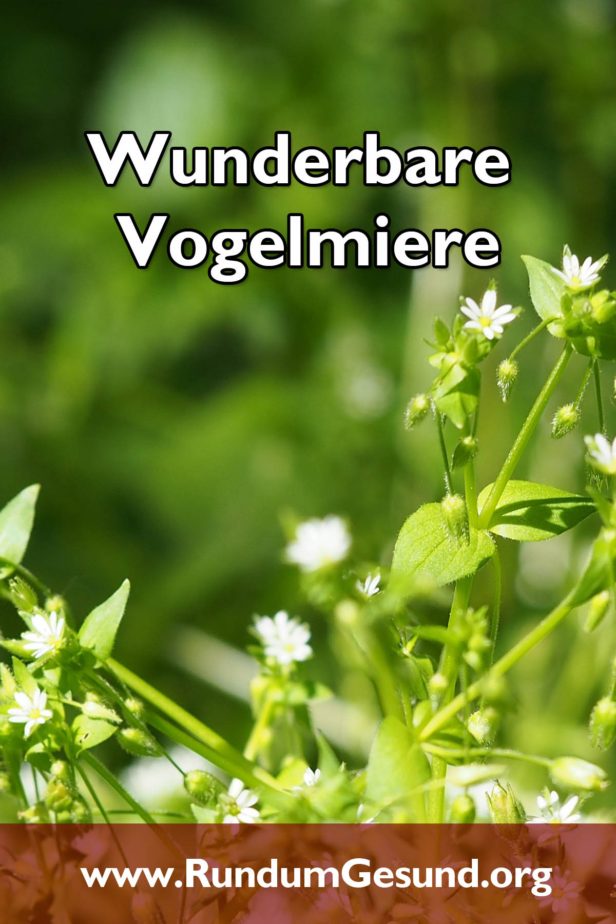 Wunderbare Vogelmiere